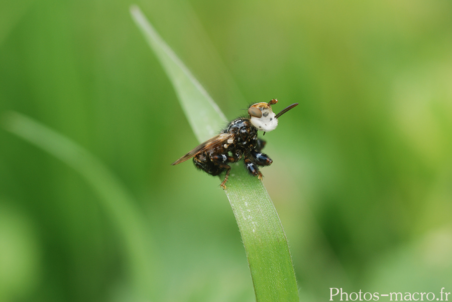 Myopa picta